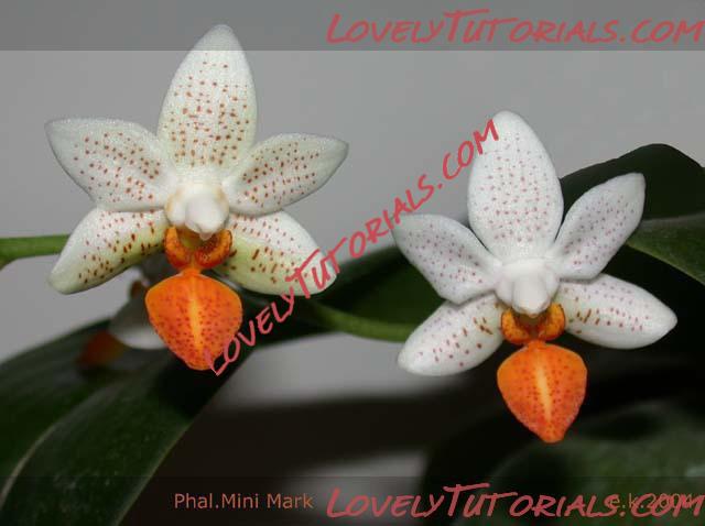 Название: Phalaenopsis Mini Mark2.jpg
Просмотров: 0

Размер: 43.0 Кб