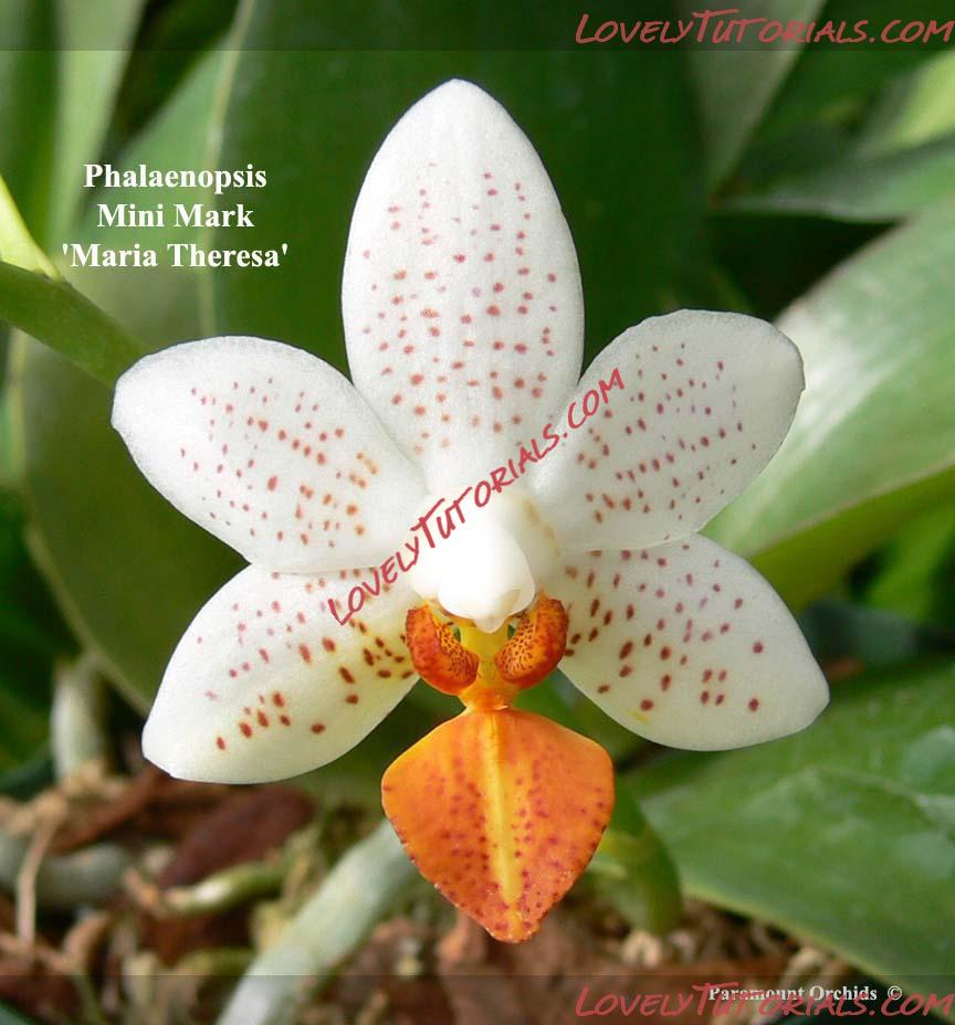 Название: Phalaenopsis Mini Mark3.jpg
Просмотров: 0

Размер: 97.2 Кб