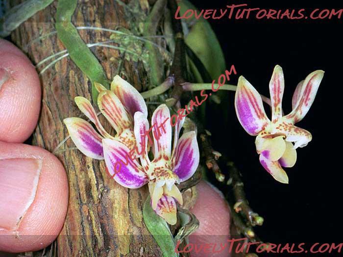 Название: Phalaenopsis minus2.jpg
Просмотров: 0

Размер: 54.4 Кб