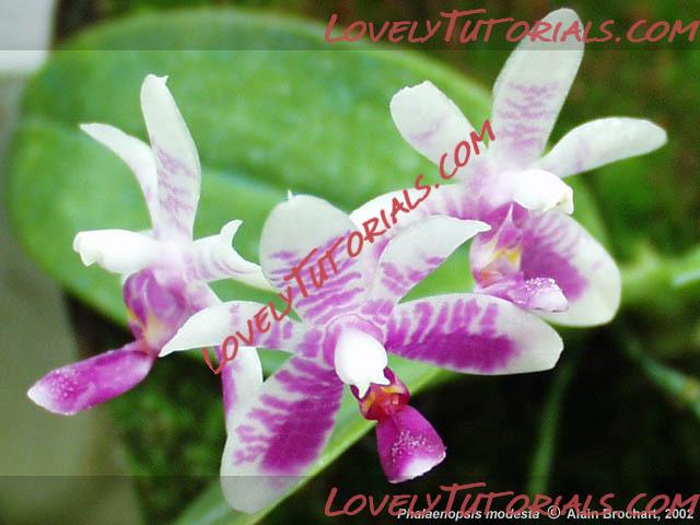 Название: Phalaenopsis modesta.jpg
Просмотров: 0

Размер: 65.3 Кб