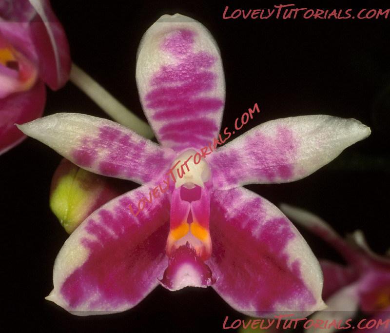 Название: Phalaenopsis modesta2.jpg
Просмотров: 0

Размер: 116.2 Кб