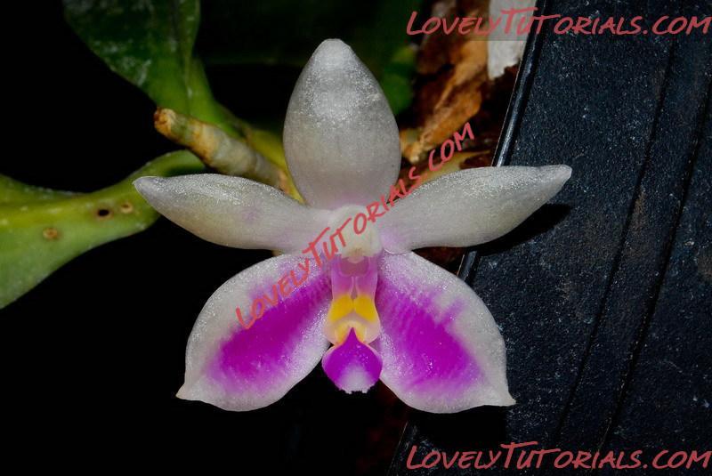 Название: Phalaenopsis modesta3.jpg
Просмотров: 0

Размер: 127.2 Кб