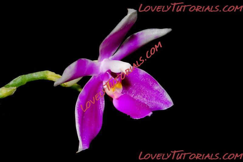 Название: Phalaenopsis modesta4.jpg
Просмотров: 0

Размер: 65.2 Кб