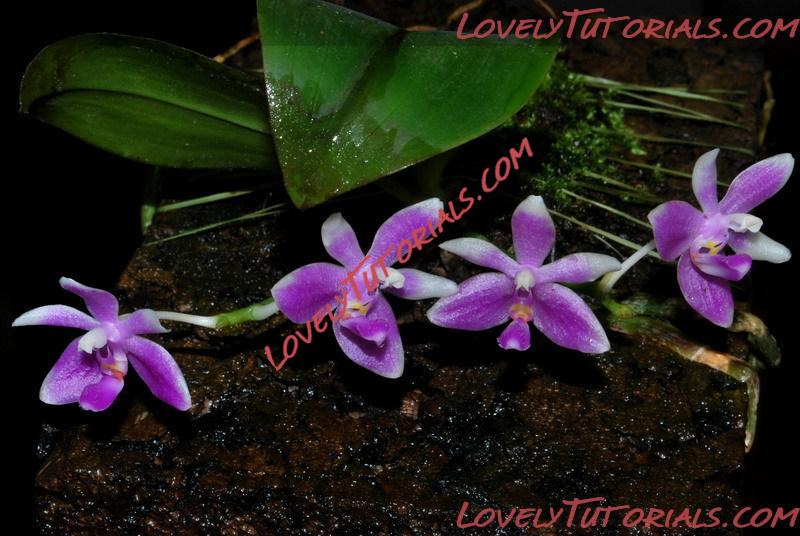 Название: Phalaenopsis modesta5.jpg
Просмотров: 0

Размер: 140.0 Кб
