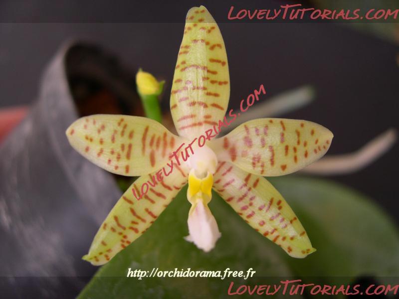 Название: Phalaenopsis pallens.JPG
Просмотров: 0

Размер: 37.0 Кб