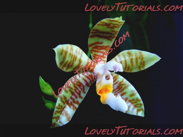 Название: Phalaenopsis pallens2.jpg
Просмотров: 0

Размер: 148.6 Кб