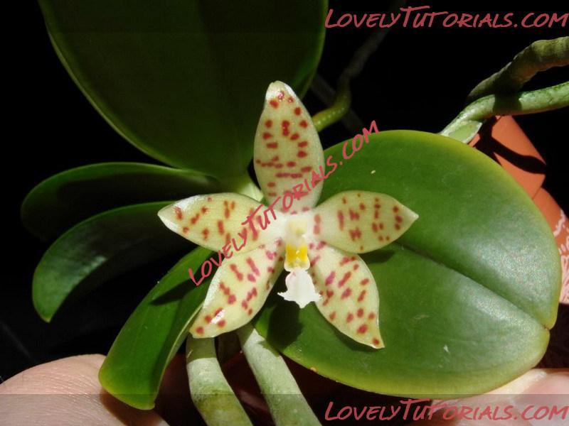 Название: Phalaenopsis pallens3.jpg
Просмотров: 0

Размер: 89.4 Кб