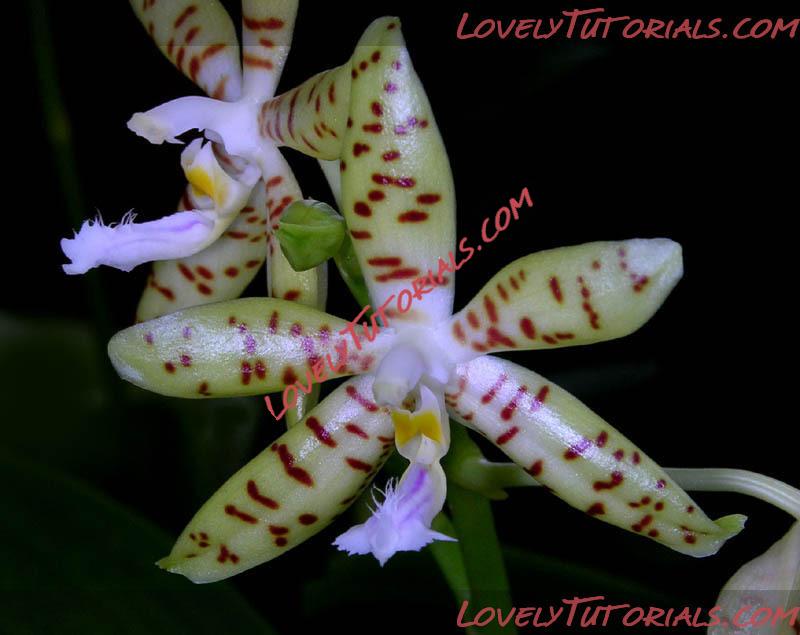 Название: Phalaenopsis pallens4.jpg
Просмотров: 0

Размер: 74.7 Кб