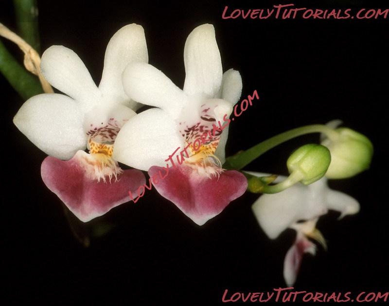 Название: Phalaenopsis parishii.jpg
Просмотров: 0

Размер: 79.4 Кб