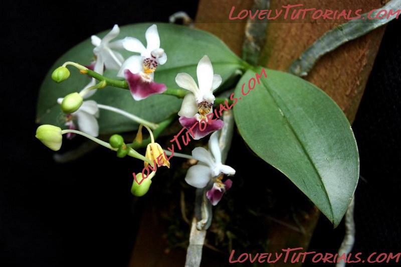 Название: Phalaenopsis parishii2.jpg
Просмотров: 0

Размер: 77.3 Кб