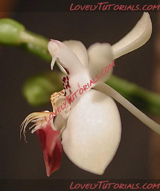 Название: Phalaenopsis parishii3.jpg
Просмотров: 0

Размер: 81.7 Кб