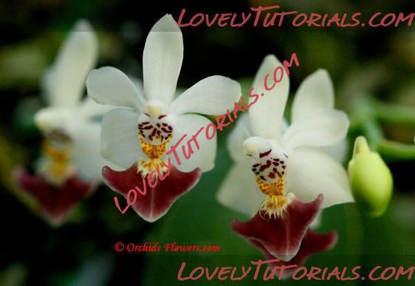 Название: Phalaenopsis parishii4.jpg
Просмотров: 0

Размер: 55.4 Кб