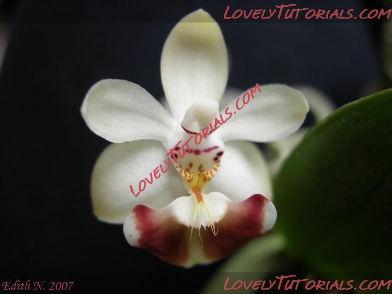 Название: Phalaenopsis parishii6.jpg
Просмотров: 0

Размер: 87.1 Кб