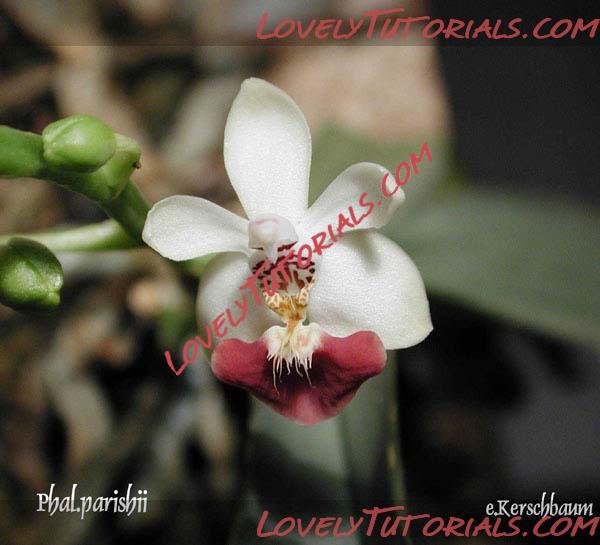 Название: Phalaenopsis parishii7.jpg
Просмотров: 0

Размер: 45.2 Кб