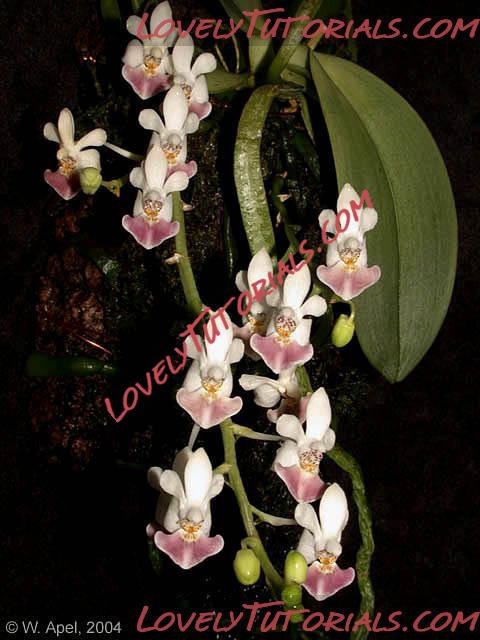 Название: Phalaenopsis parishii8.jpg
Просмотров: 0

Размер: 64.5 Кб