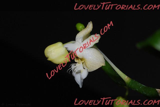 Название: Phalaenopsis petelotii.jpg
Просмотров: 0

Размер: 35.1 Кб