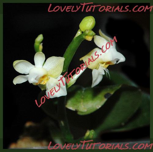 Название: Phalaenopsis petelotii2.jpg
Просмотров: 0

Размер: 107.6 Кб