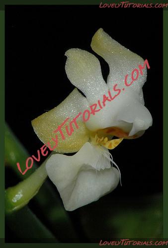 Название: Phalaenopsis petelotii3.jpg
Просмотров: 0

Размер: 66.5 Кб