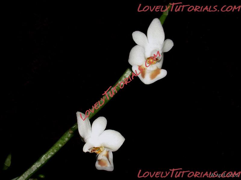 Название: Phalaenopsis petelotii4.jpg
Просмотров: 0

Размер: 66.4 Кб