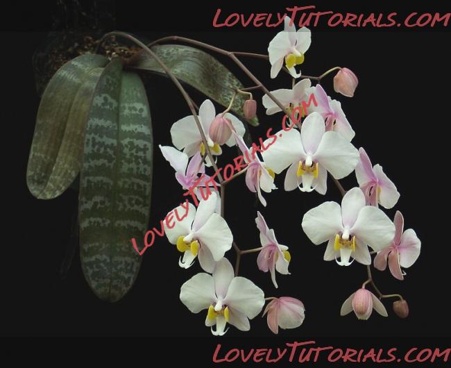 Название: Phalaenopsis philippinensis.jpg
Просмотров: 0

Размер: 193.7 Кб