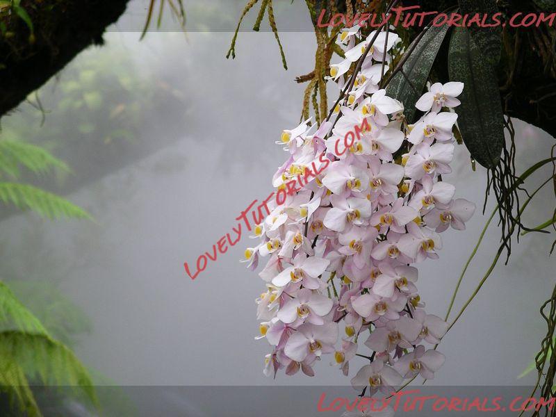 Название: Phalaenopsis philippinensis2.jpg
Просмотров: 0

Размер: 64.9 Кб