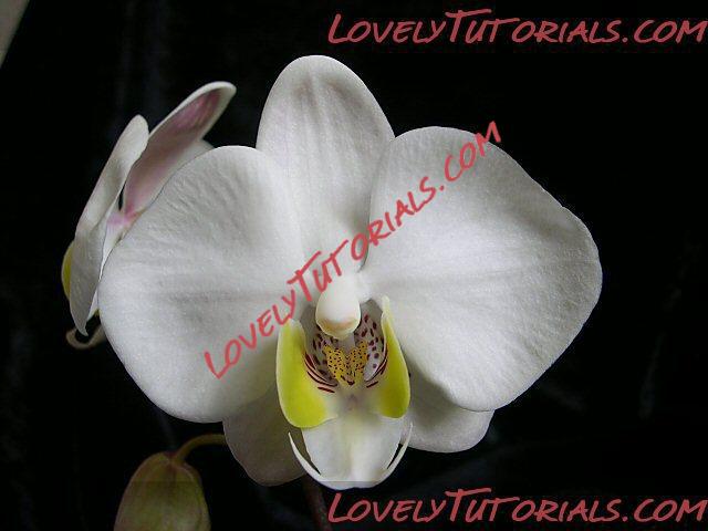 Название: Phalaenopsis philippinensis3.jpg
Просмотров: 0

Размер: 89.3 Кб