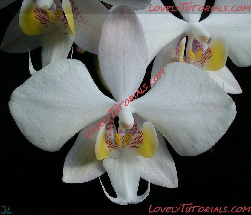 Название: Phalaenopsis philippinensis4.jpg
Просмотров: 0

Размер: 135.7 Кб