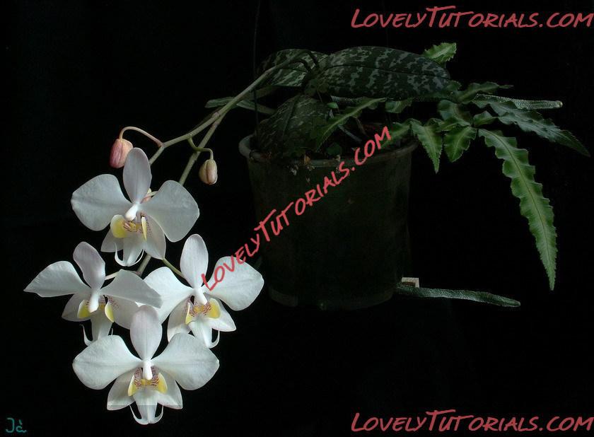Название: Phalaenopsis philippinensis5.jpg
Просмотров: 0

Размер: 96.9 Кб