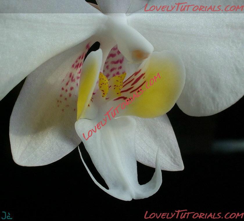 Название: Phalaenopsis philippinensis6.jpg
Просмотров: 0

Размер: 131.9 Кб