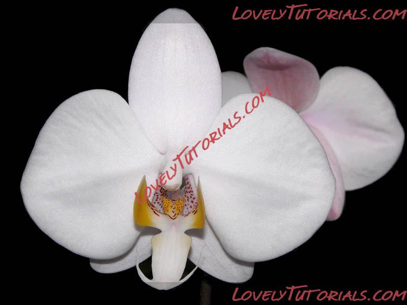 Название: Phalaenopsis philippinensis7.jpg
Просмотров: 0

Размер: 51.7 Кб