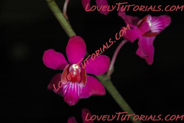 Название: Phalaenopsis pulcherrima.jpg
Просмотров: 0

Размер: 41.8 Кб