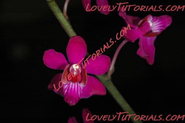 Название: Phalaenopsis pulcherrima.jpg
Просмотров: 0

Размер: 41.8 Кб