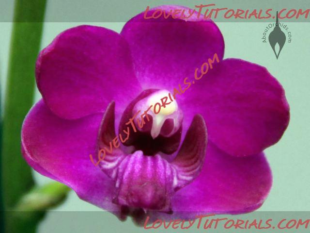 Название: Phalaenopsis pulcherrima2.JPG
Просмотров: 0

Размер: 31.5 Кб