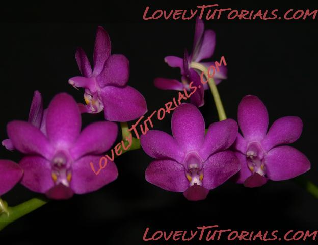 Название: Phalaenopsis pulcherrima3.jpg
Просмотров: 0

Размер: 191.4 Кб