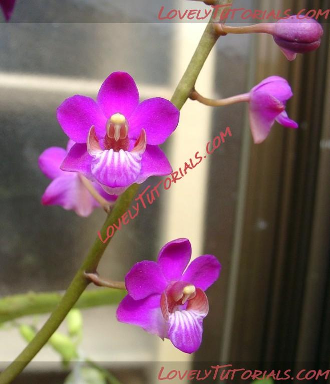 Название: Phalaenopsis pulcherrima4.JPG
Просмотров: 0

Размер: 84.6 Кб