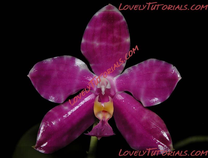 Название: Phalaenopsis pulchra.jpg
Просмотров: 0

Размер: 64.9 Кб