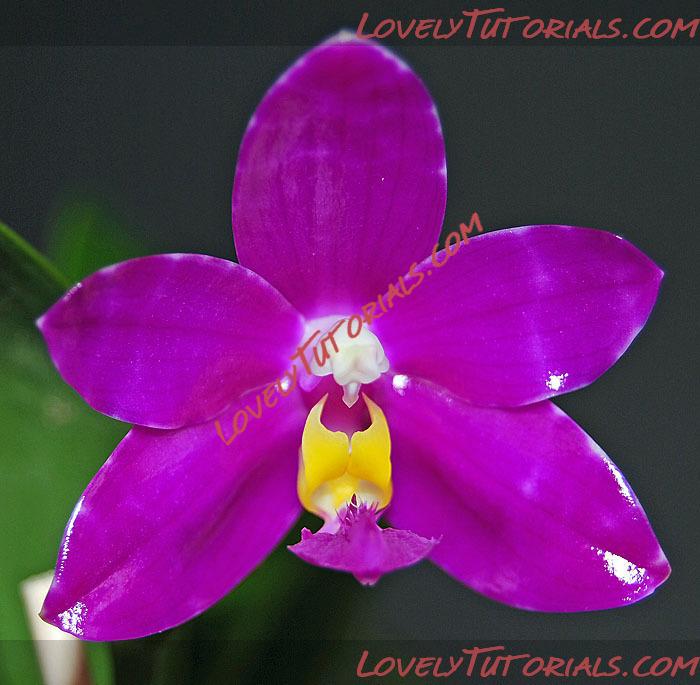 Название: Phalaenopsis pulchra3.jpg
Просмотров: 0

Размер: 96.0 Кб