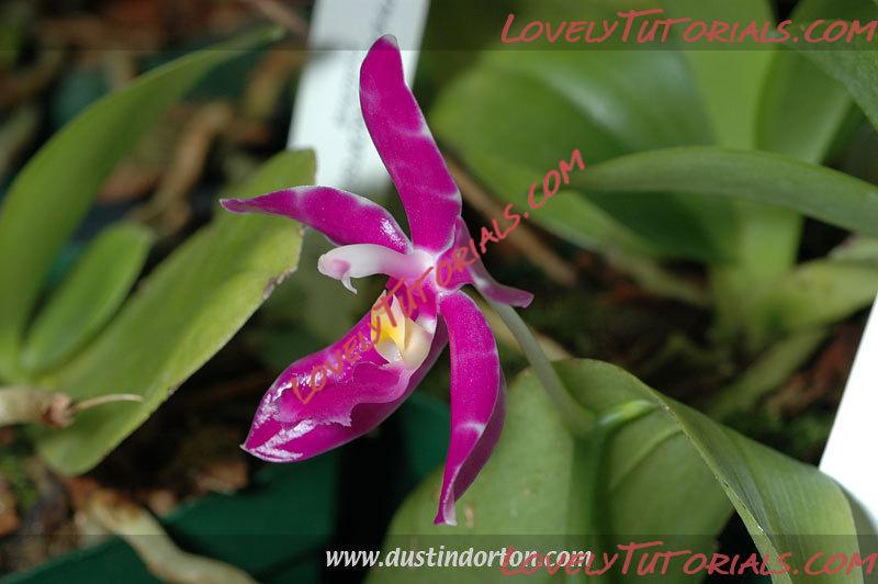 Название: Phalaenopsis pulchra4.jpg
Просмотров: 0

Размер: 63.3 Кб