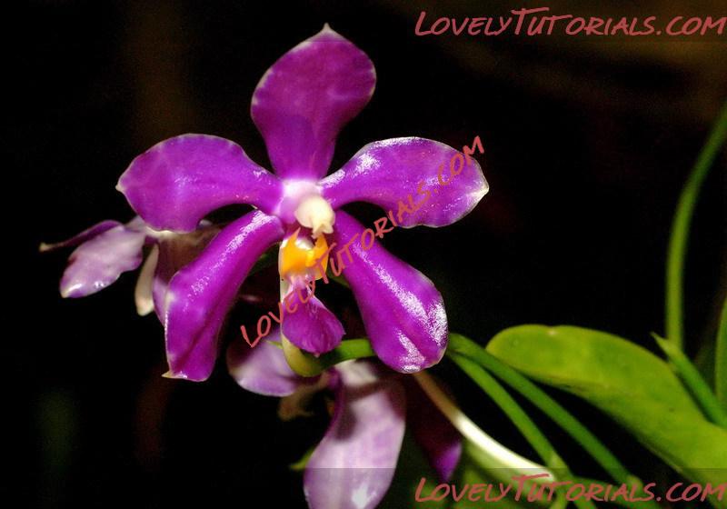 Название: Phalaenopsis pulchra5.jpg
Просмотров: 0

Размер: 90.2 Кб