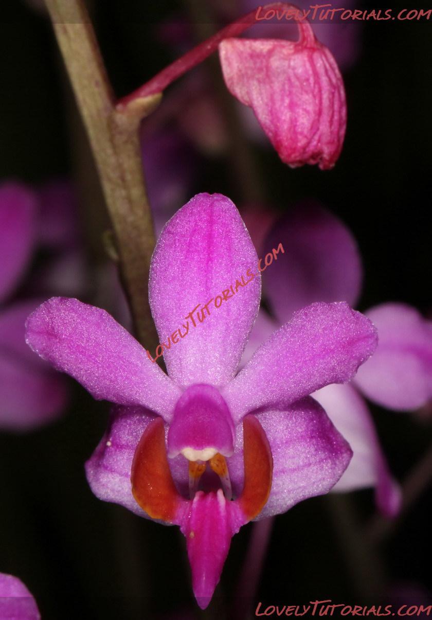 Название: Phalaenopsis regnieriana.jpg
Просмотров: 0

Размер: 193.7 Кб