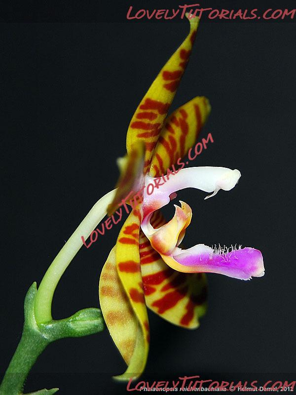 Название: Phalaenopsis reichenbachiana3.jpg
Просмотров: 0

Размер: 65.2 Кб