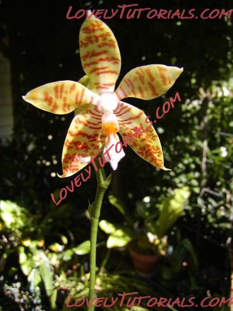 Название: Phalaenopsis robinsonii2.jpg
Просмотров: 0

Размер: 66.6 Кб