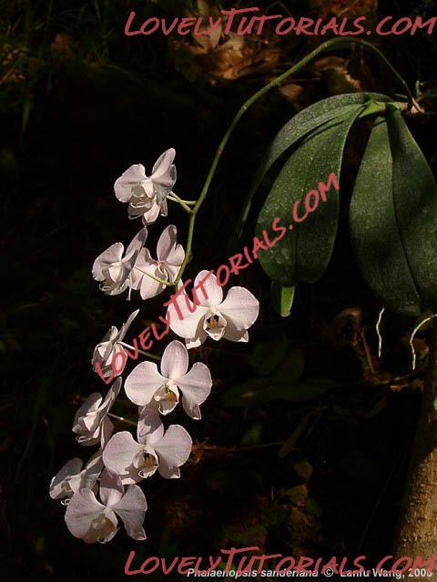 Название: Phalaenopsis sanderiana2.jpg
Просмотров: 0

Размер: 46.2 Кб