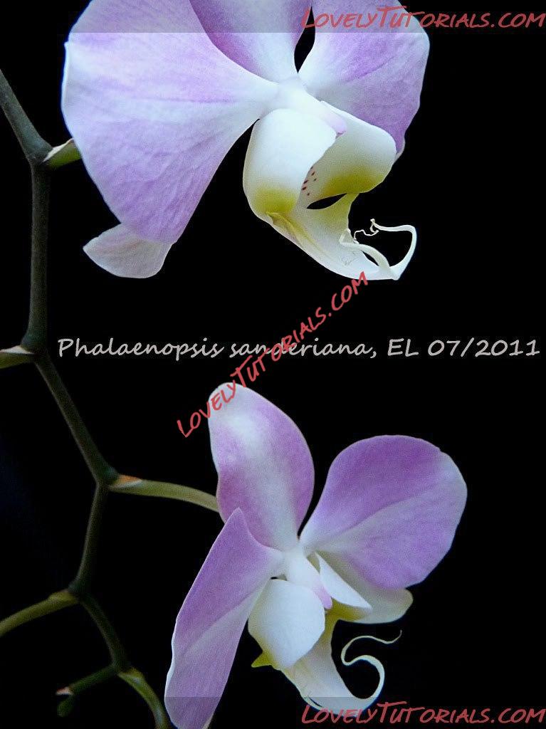 Название: Phalaenopsis sanderiana7.JPG
Просмотров: 0

Размер: 77.6 Кб