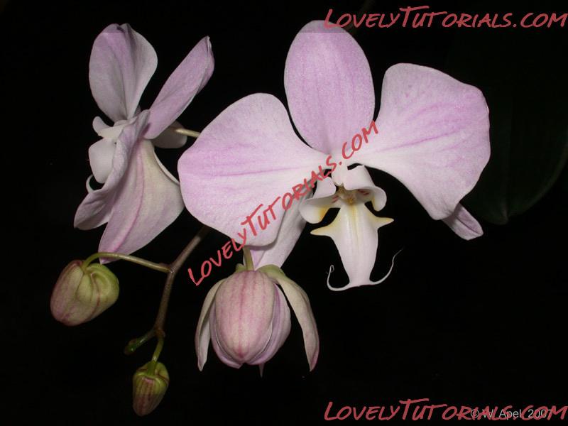 Название: Phalaenopsis schilleriana2.jpg
Просмотров: 0

Размер: 98.1 Кб