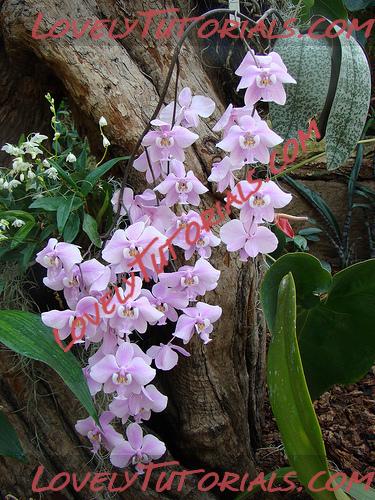 Название: Phalaenopsis schilleriana6.jpg
Просмотров: 0

Размер: 194.2 Кб