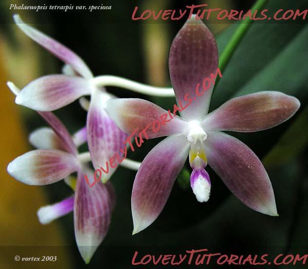 Название: Phalaenopsis speciosa.jpg
Просмотров: 0

Размер: 51.8 Кб