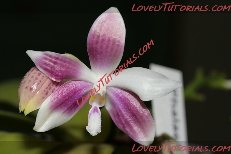 Название: Phalaenopsis speciosa2.jpg
Просмотров: 0

Размер: 89.9 Кб