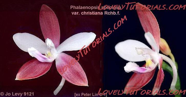 Название: Phalaenopsis speciosa3.jpg
Просмотров: 0

Размер: 67.3 Кб