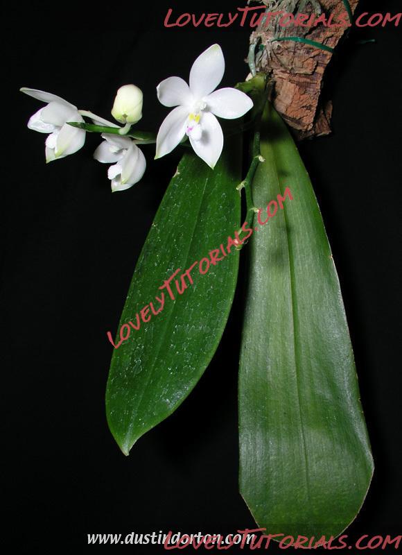 Название: Phalaenopsis speciosa4.jpg
Просмотров: 0

Размер: 122.3 Кб